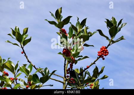 Rote Beeren der Mistel closeup im frühen Winter Stockfoto