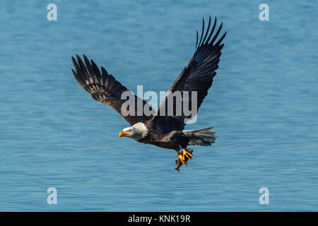 Ein kahler Adler fliegt mit einem Fisch in seinen Krallen über das ruhige, blaue Wasser von Coeur d'Alene Lake in Idaho. Stockfoto