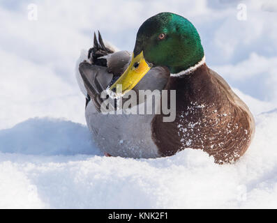 Mallard Duck in Snow, River Severn, Shropshire. Dez 2017 Stockfoto