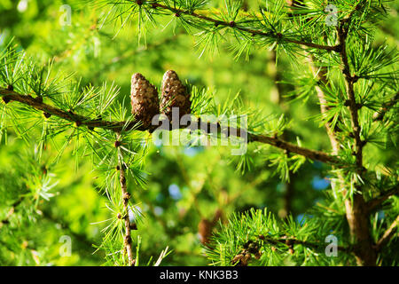 Lärche Kegel. Europäische Lärche Larix decidua Mill Zweige mit Zapfen und Laub auf Lärche Baum im Wald wachsen. . Das Eulengebirge, Polen. Stockfoto
