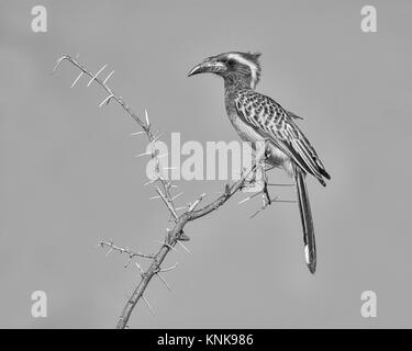 Eine afrikanische Grau Hornbill thront auf einem Zweig in der Namibischen Savanne Stockfoto