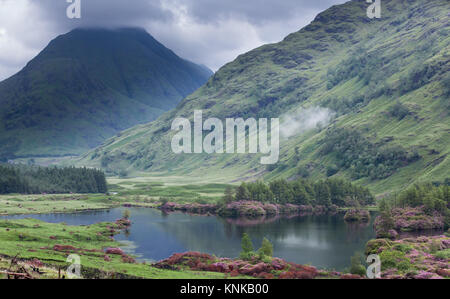 Rhododendrums auf einem kleinen Loch im Glen Etive, Schottland Stockfoto