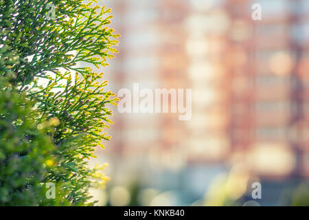 Thuja Blätter im Sonnenlicht. Großes Hochhaus ist unscharf. Im städtischen Hintergrund. Flache Tiefenschärfe, Bokeh Stockfoto