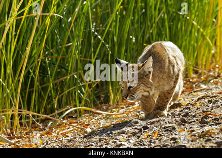 Bobcat, goldene Augen glühen, schlüpft in den räuberischen Crouch seine Beute zu pirschen. Die Lage ist Tucson, Arizona, am Sweetwater Feuchtgebiete. Stockfoto