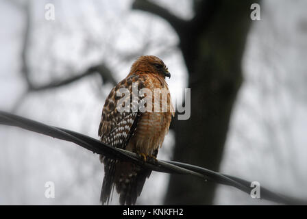 Red Tail hawk ruht auf der elektrischen Kabel Stockfoto