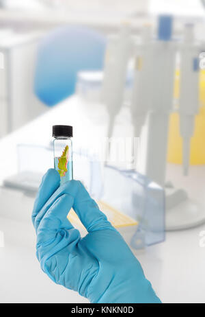 Anlage Muster in Handschuhen, DNA-Amplifikation tools unscharf, text Raum Stockfoto