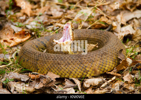 Wasser Mokassin (Agkistrodon piscivorus) mit offenen Mund aufgewickelt Stockfoto