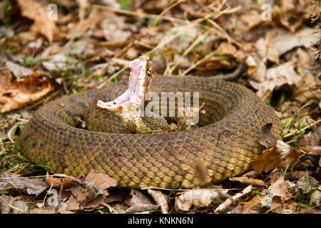 (Cottonmouth Agkistrodon piscivorus) in Blätter gewendelt, mit klassischen offenen Mund Bedrohung Anzeige Stockfoto