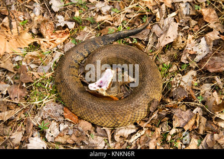 Cottonmouth snake (Agkistrodon piscivorus), in der die klassische Gefahr Verhalten Stockfoto