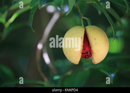 Reif Muskatnuss auf Baum, Hawaii Stockfoto