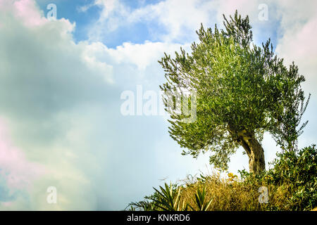 Lonely Olive Tree auf einem Hügel. Stockfoto