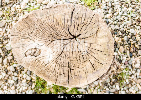 Querschnitt der Baumstamm, Jahresringe auf Kies Steine. Stockfoto