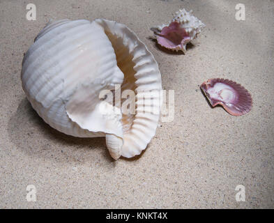 Sea Shell auf dem Sand Stockfoto