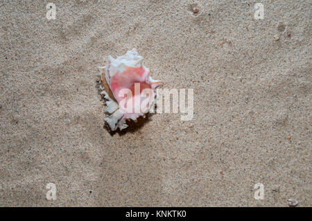 Muschel im Sand Stockfoto