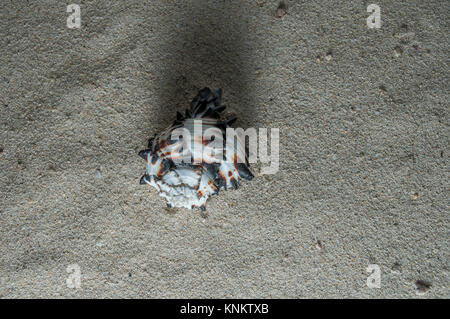Muschel im Sand Stockfoto