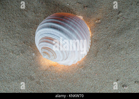 Sea Shell auf dem Sand Stockfoto