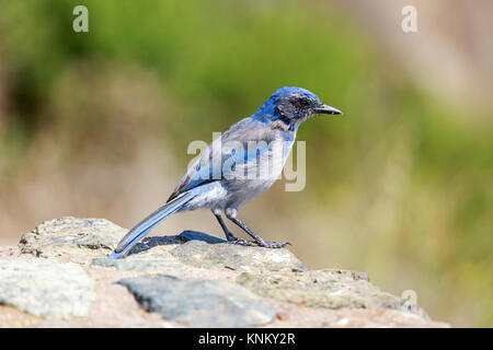 Kalifornien Scrub-Jay (Aphelocoma californica) Erwachsenen auf einem Felsen thront. Stockfoto