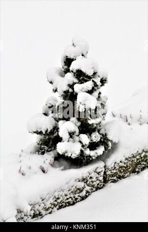 Ein Bild von einer verschneiten Baum Stockfoto