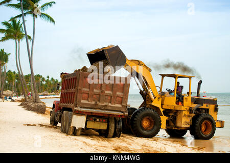 Reinigung der Strand aus Algen mit Traktor und Kipper. Stockfoto