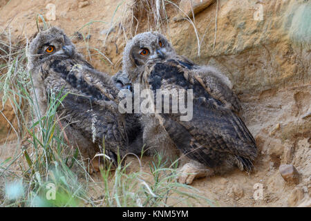 Uhu/Eulen/Europaeische Uhus (Bubo bubo), zwei Küken in einem Sandkasten, beobachten kritisch, lustig, Wildlife, Europa. Stockfoto