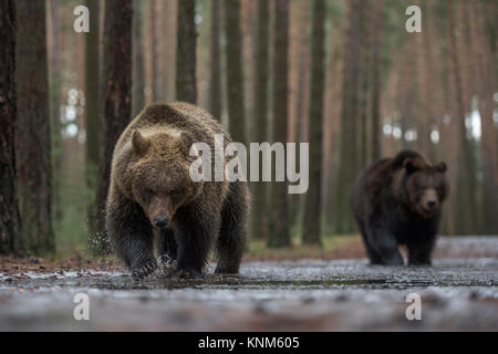 Brauner Bär/Bären (Ursus arctos), Wandern durch seichtes Wasser aus einer Pfütze abgedeckt, die Erkundung der gefrorenes Wasser, lustige Blicke, Europa. Stockfoto