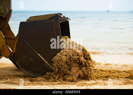 Reinigung der Strand aus Algen mit Traktor und Kipper. Stockfoto