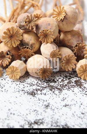 Mohn-Sämköpfe - Papaver somniferum. Getrocknete Mohnblumen und Samen .UK Stockfoto