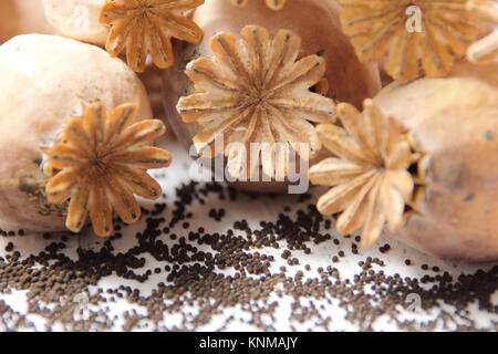 Papaver Somniverum. Einsparung von Samen aus getrockneten Mohnköpfen. VEREINIGTES KÖNIGREICH Stockfoto