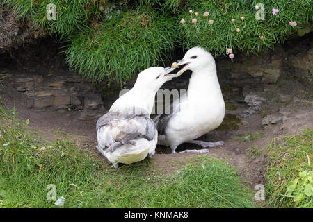 Northern Eissturmvogel (Fulmarus glacialis) erwachsenen Paar, Anzeigen gackern Anruf auf einer Klippe Ledge, Skirza Kopf, Schottland, Großbritannien Stockfoto