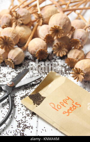 Sammeln von Mohn (Papaver somniferum), aus getrockneten Samen Köpfe für Lagerung in Umschläge im Winter, Großbritannien Stockfoto