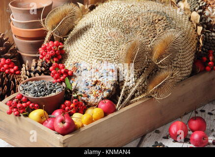 Bird Buffet Bestandteile einschließlich Holzäpfel, Sonnenblumenkerne, Karde, holzbär Beeren und eine suet Cake, in einem hölzernen Fach gesammelt Stockfoto