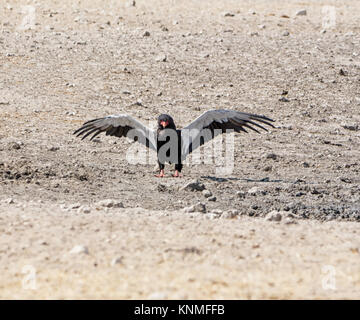 Ein sie Adler in der Namibischen Savanne Stockfoto