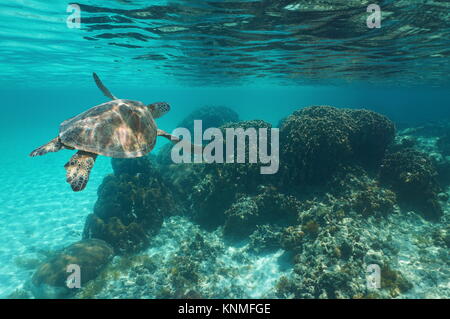 Unterwasser eine Grüne Meeresschildkröte Chelonia mydas über ein Korallenriff, Karibik Stockfoto