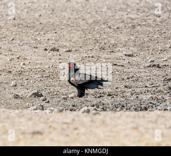 Ein sie Adler in der Namibischen Savanne Stockfoto