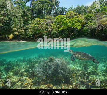 Wilde tropische Ufer über und unter Wasser Oberfläche mit einem grünen Meeresschildkröte und Weichkorallen Unterwasser, Karibik Stockfoto