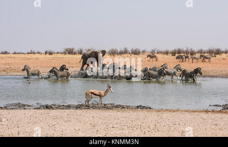 Eine afrikanische Elefanten jagen Zebra an einem Wasserloch in Namibia Stockfoto