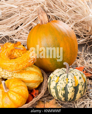 Herbst Kürbisse und Squash auf Stroh Stockfoto