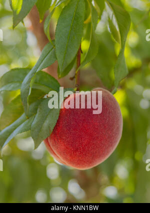 Juicy Peach in einem Obstgarten in Palisade, die Früchte wachsen, die Hauptstadt der Western Colorado Stockfoto