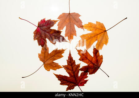 Silber-Ahorn-Blätter im Herbst Stockfoto