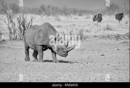 Ein einsamer Spitzmaulnashörner in Namibia Savanne Stockfoto