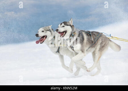 Zwei Läufe husky Hund Schlitten spannte Winterlandschaft an einem sonnigen Tag. Stockfoto