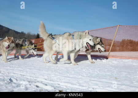 Zwei Läufe husky Hund Schlitten spannte Winterlandschaft an einem sonnigen Tag. Stockfoto