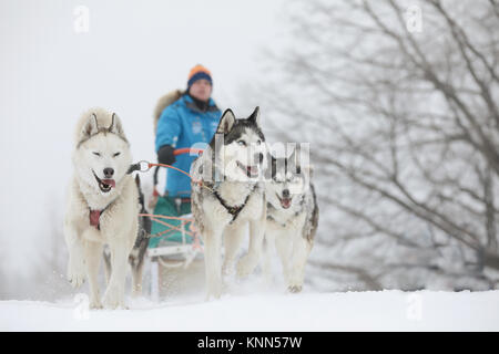 Winter-Schlittenhunderennen in die wunderschöne Winterlandschaft im Hintergrund ist unscharf Blindenhunde. Winter Schlitten Hunderennen auf der Rennstrecke. Stockfoto