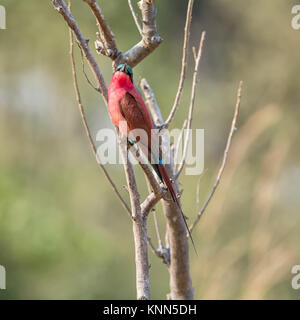 Eine südliche Carmine Bee-eater auf einem Zweig in der Namibischen Savanne gehockt Stockfoto