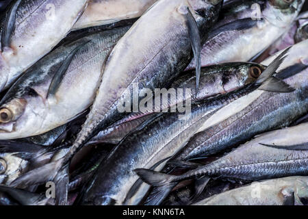 Nahaufnahme von scomberomorus Kawala, König Makrele Fisch auf dem Markt.. Stockfoto