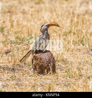 Ein Yellow-billed Hornbill thront auf einem Ball von Elefant dung in der Namibischen Savanne Stockfoto