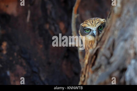 Southern (Ninox Boobook novaseelandiae) Stockfoto