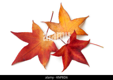 Rote Blätter im Herbst eines American sweetgum Baum auf weißem Hintergrund Stockfoto