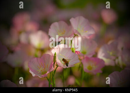 Eine Arbeitsgruppe bee Stockfoto