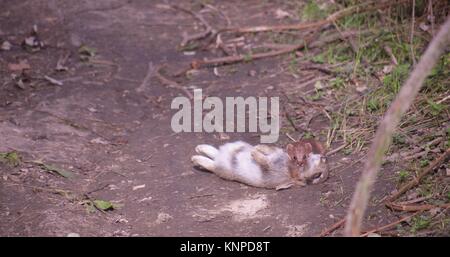 Ein Hermelin mit einem Kaninchen auf einem Fußweg in Roswell, Gruben, Ely, Cambridgeshire. Stockfoto
